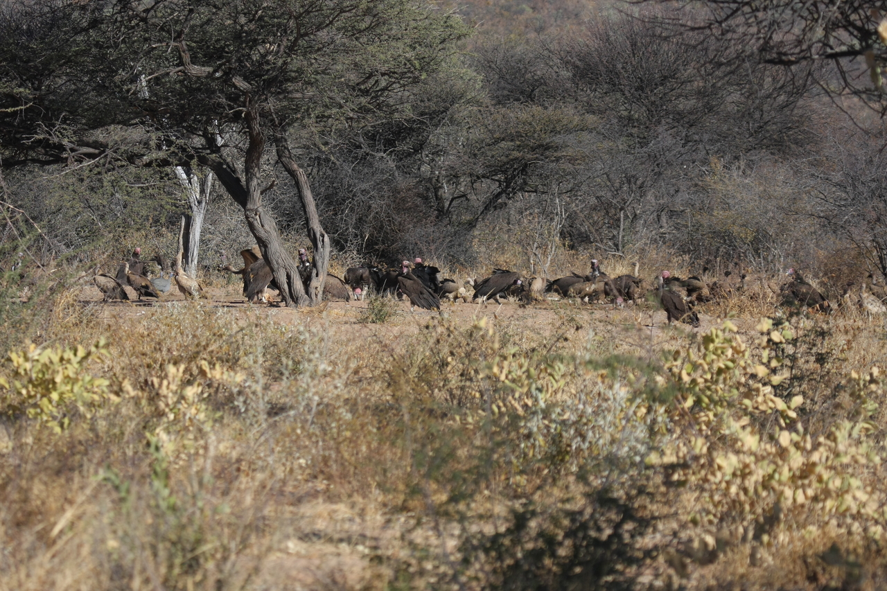 [5397] 2016_06_23_09_59_02_Africa_Canon_EOS_40D_IMG__00967.jpg