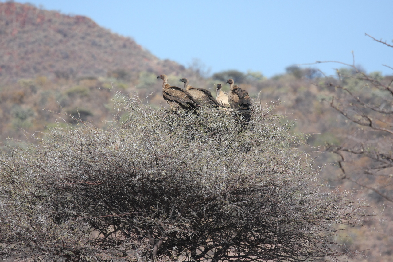 [5409] 2016_06_23_09_59_28_Africa_Canon_EOS_40D_IMG__08417.jpg