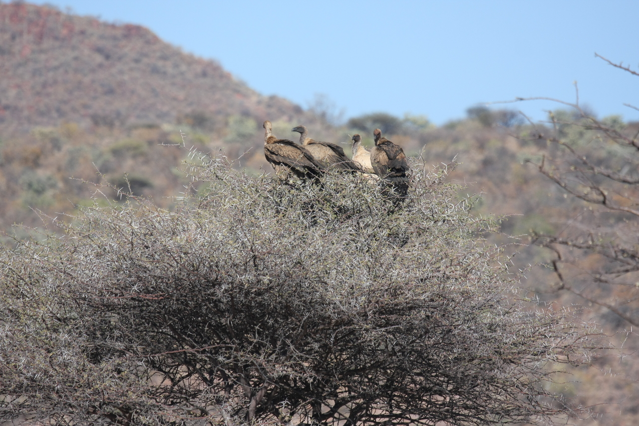 [5410] 2016_06_23_09_59_28_Africa_Canon_EOS_40D_IMG__08418.jpg