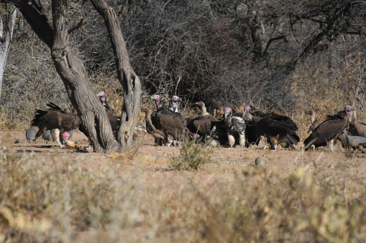 [5419] 2016_06_23_09_59_59_Africa_Canon_EOS_40D_IMG__08421.jpg