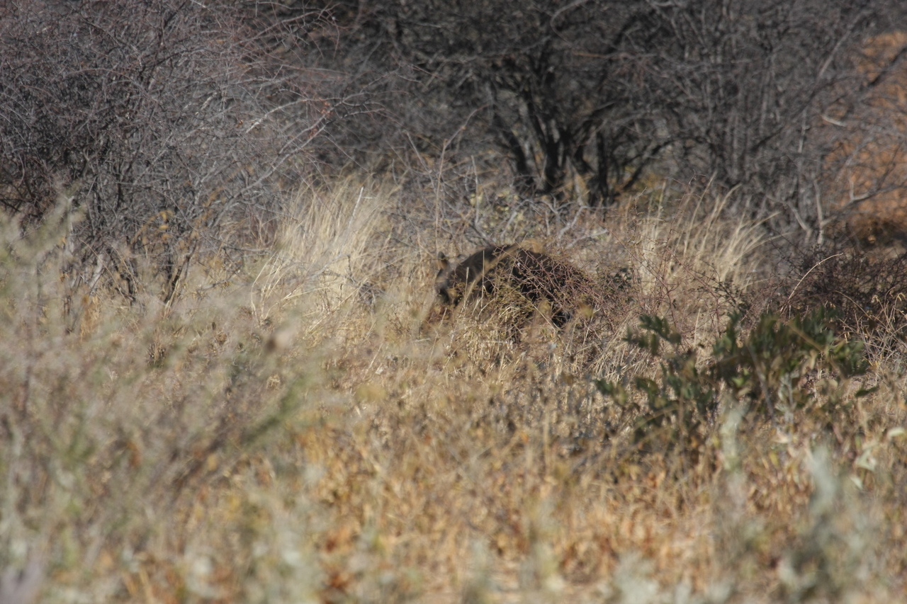 [5423] 2016_06_23_10_00_26_Africa_Canon_EOS_40D_IMG__00142.jpg