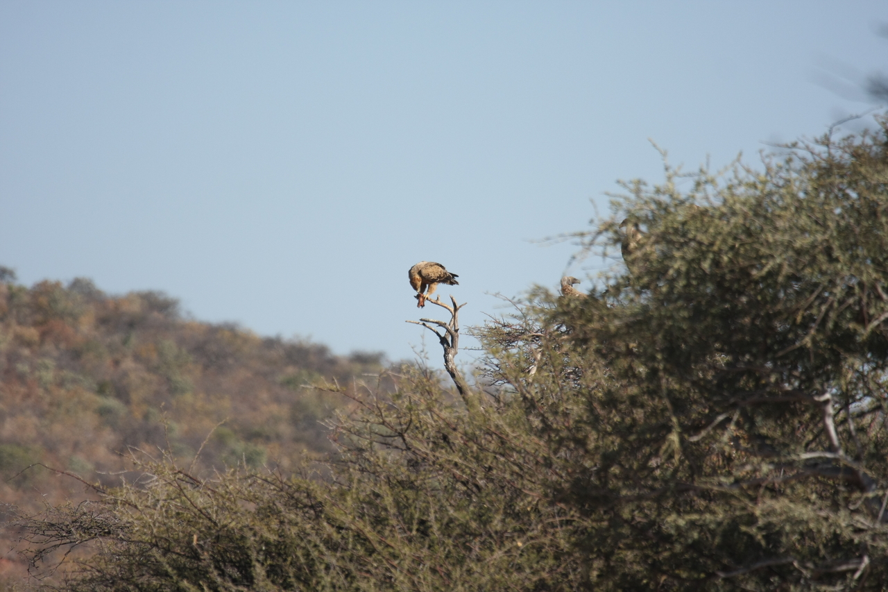 [5429] 2016_06_23_10_01_10_Africa_Canon_EOS_40D_IMG__00978.jpg