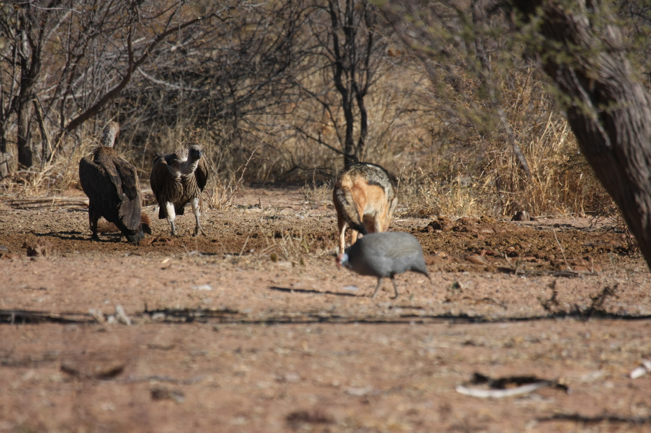 [5457] 2016_06_23_10_03_39_Africa_Canon_EOS_40D_IMG__00154.jpg