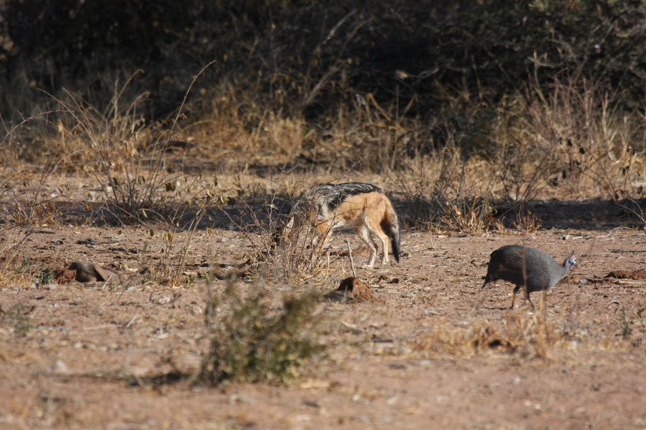 [5488] 2016_06_23_10_04_12_Africa_Canon_EOS_40D_IMG__08444.jpg
