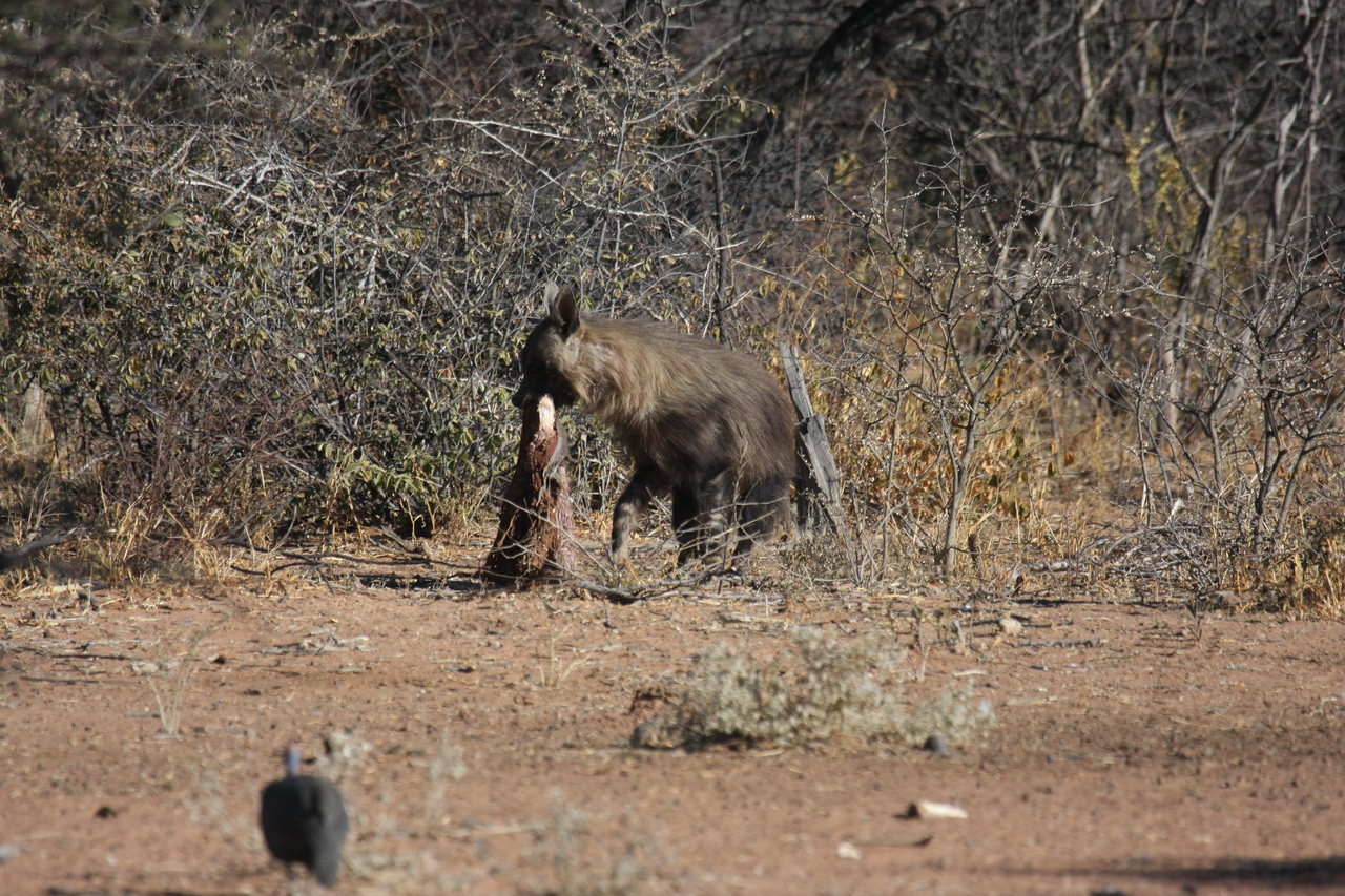 [5497] 2016_06_23_10_04_21_Africa_Canon_EOS_40D_IMG__08447.jpg