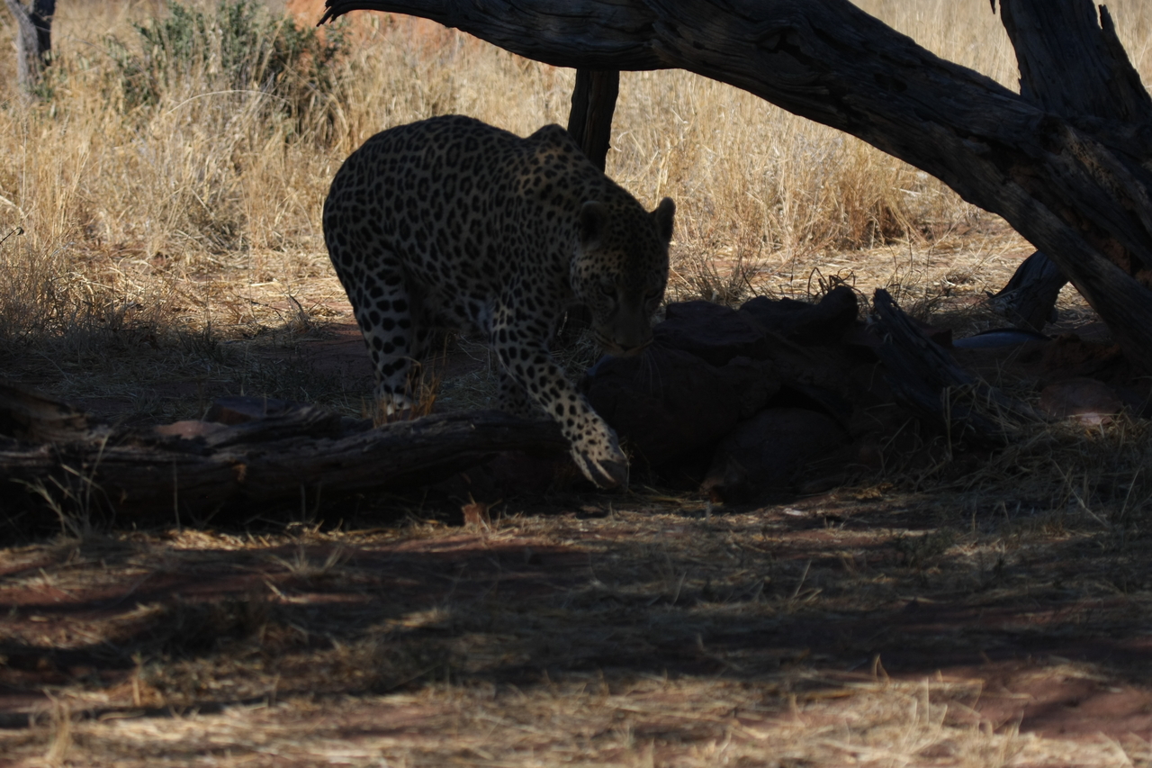 [5516] 2016_06_23_10_16_17_Africa_Canon_EOS_40D_IMG__01004.jpg