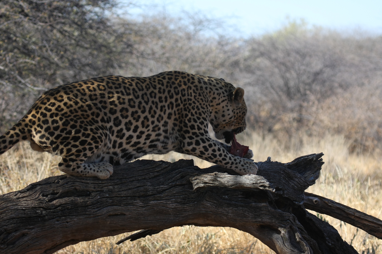 [5525] 2016_06_23_10_16_27_Africa_Canon_EOS_40D_IMG__01007.jpg