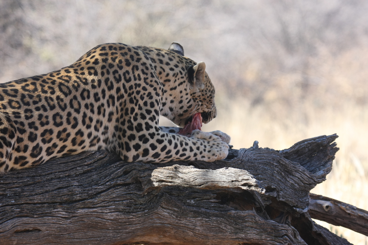 [5539] 2016_06_23_10_16_45_Africa_Canon_EOS_40D_IMG__00174.jpg