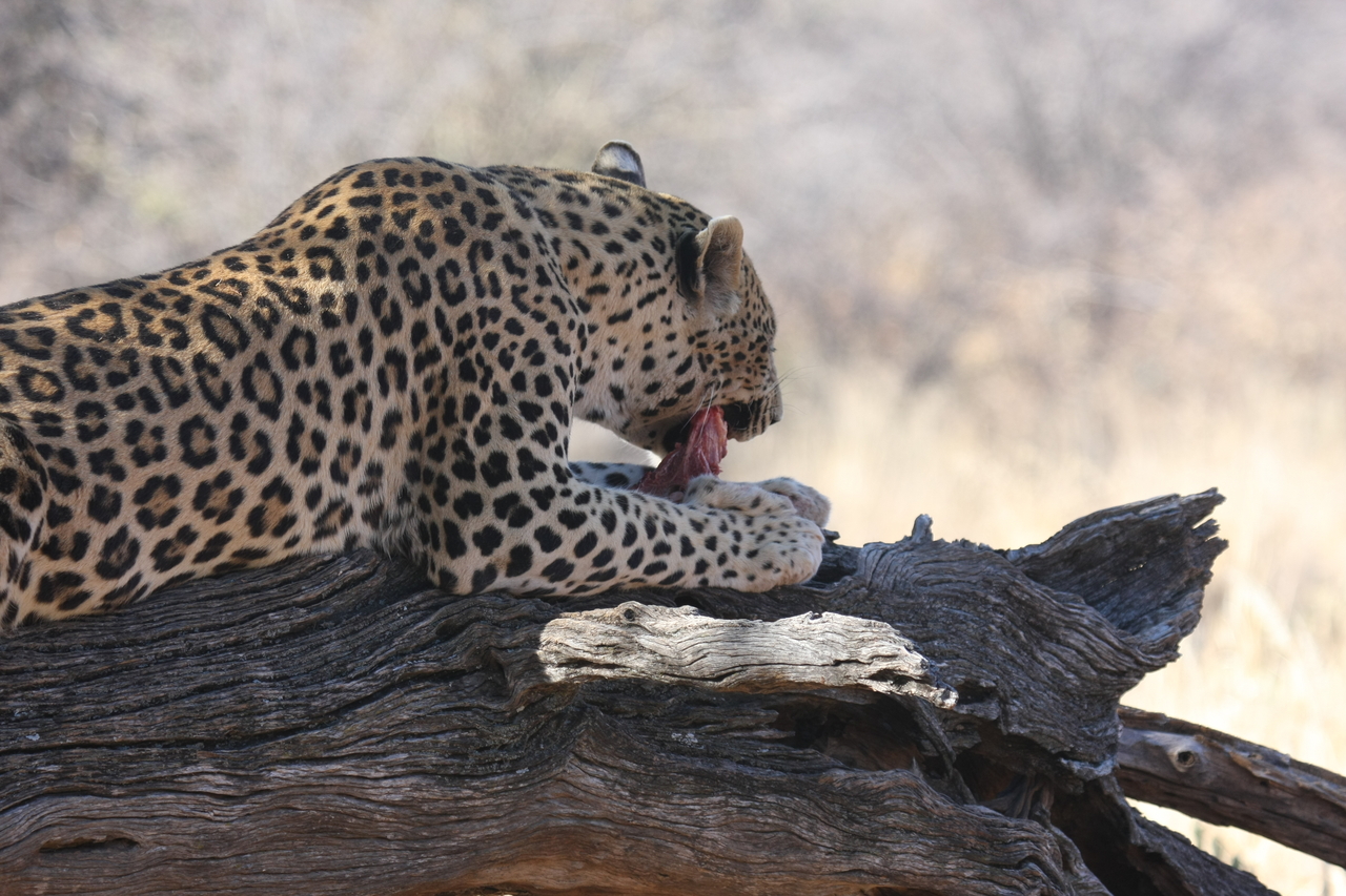 [5544] 2016_06_23_10_16_45_Africa_Canon_EOS_40D_IMG__08456.jpg