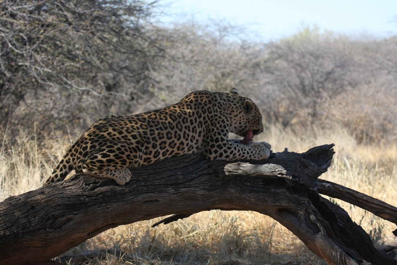 [5560] 2016_06_23_10_16_54_Africa_Canon_EOS_40D_IMG__08460.jpg