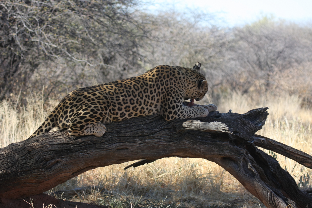 [5562] 2016_06_23_10_17_08_Africa_Canon_EOS_40D_IMG__00181.jpg