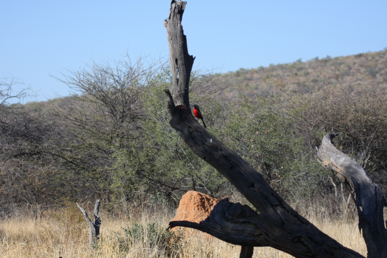 [5593] 2016_06_23_10_18_00_Africa_Canon_EOS_40D_IMG__08471.jpg