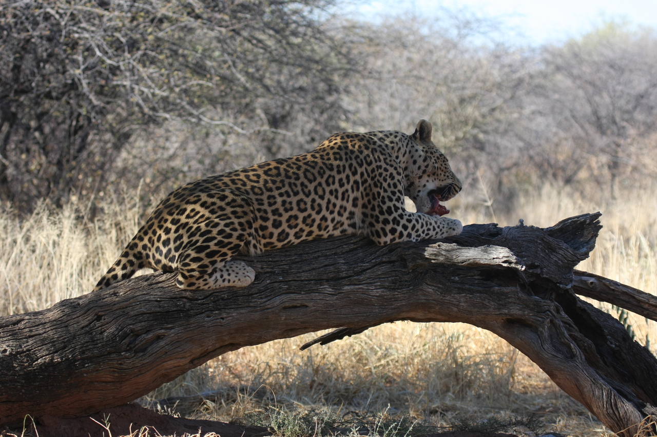 [5600] 2016_06_23_10_18_37_Africa_Canon_EOS_40D_IMG__00193.jpg