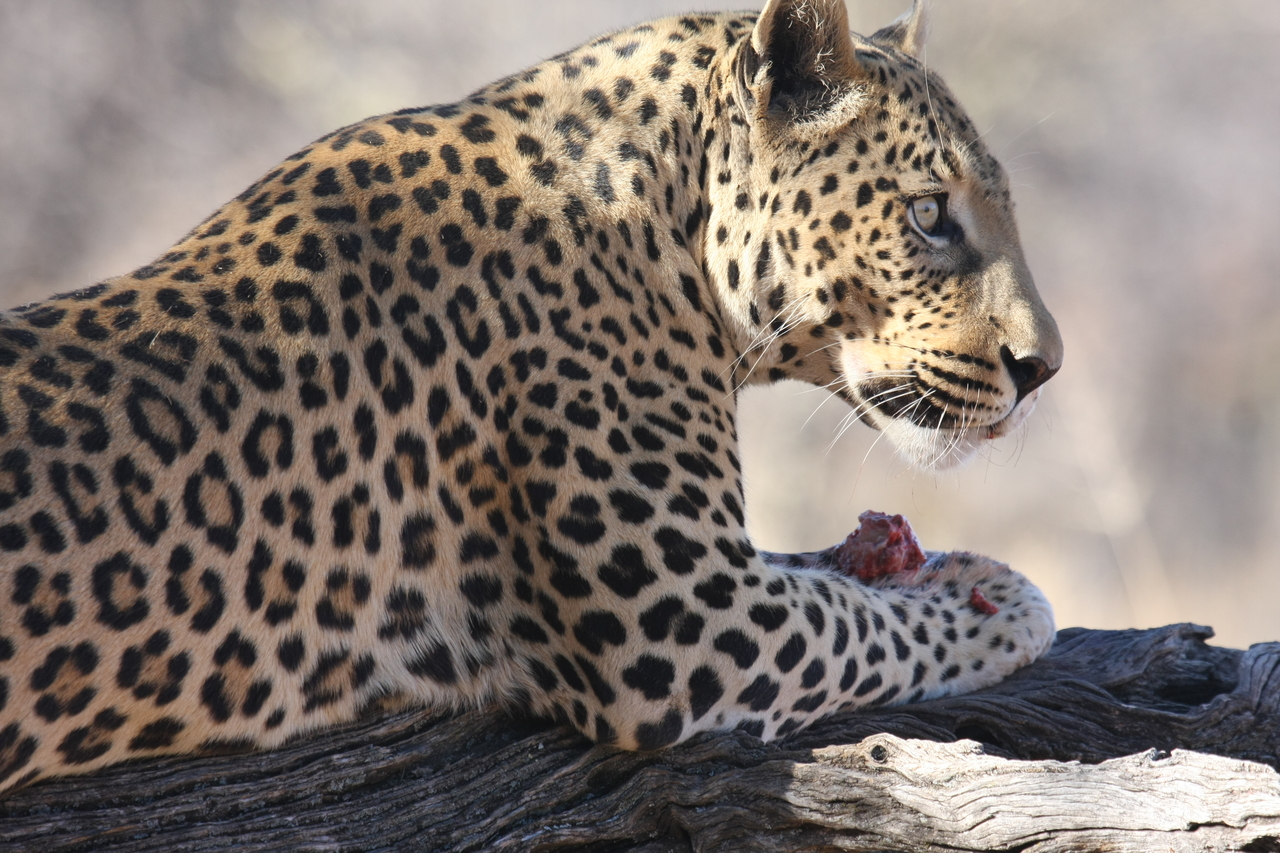 [5647] 2016_06_23_10_24_44_Africa_Canon_EOS_40D_IMG__01038.jpg