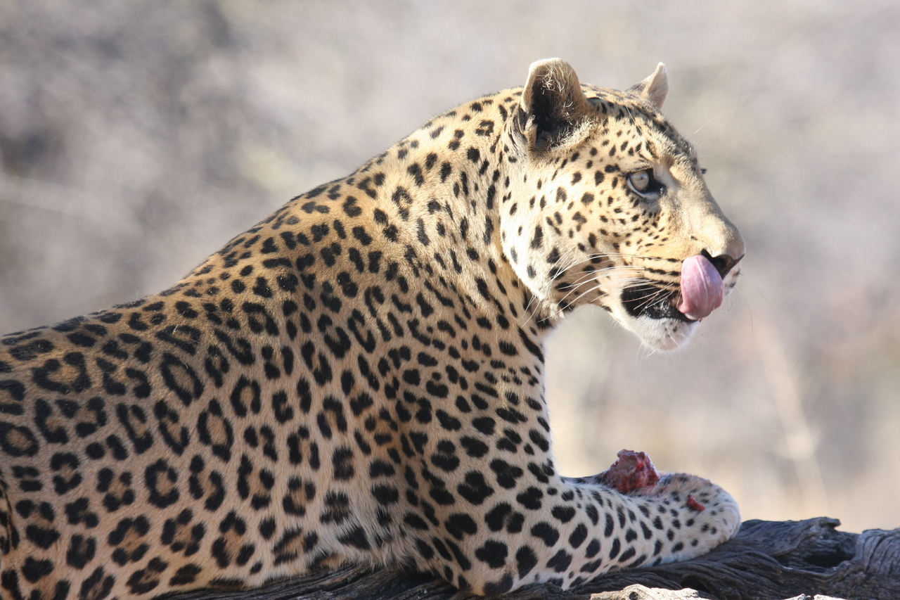 [5653] 2016_06_23_10_24_45_Africa_Canon_EOS_40D_IMG__01040.jpg