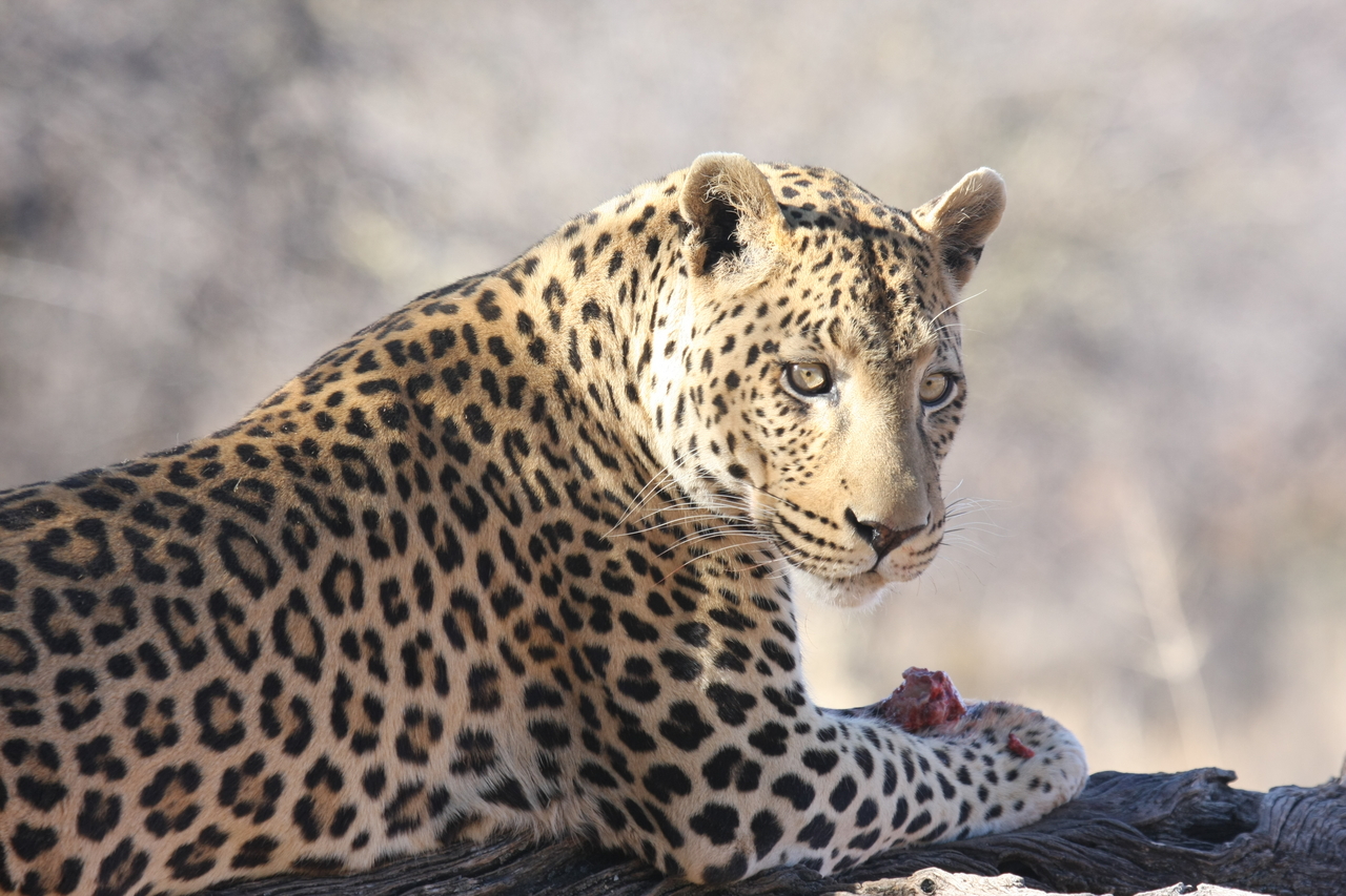 [5661] 2016_06_23_10_24_46_Africa_Canon_EOS_40D_IMG__08489.jpg