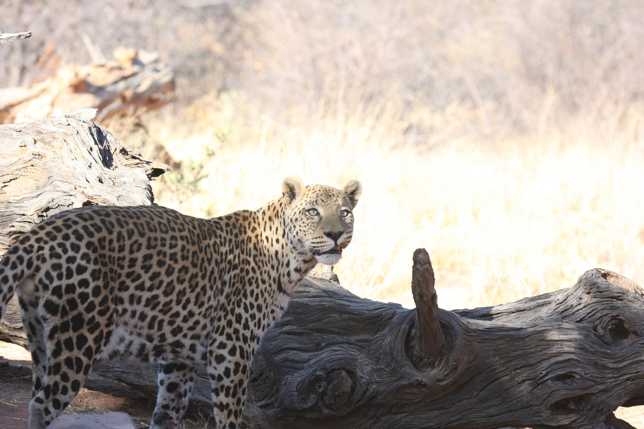 [5663] 2016_06_23_10_25_11_Africa_Canon_EOS_40D_IMG__00210.jpg