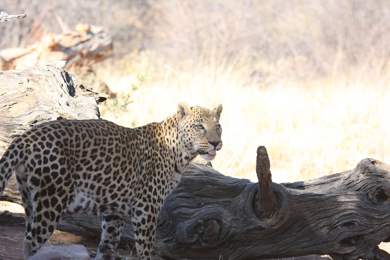 [5667] 2016_06_23_10_25_11_Africa_Canon_EOS_40D_IMG__01045.jpg