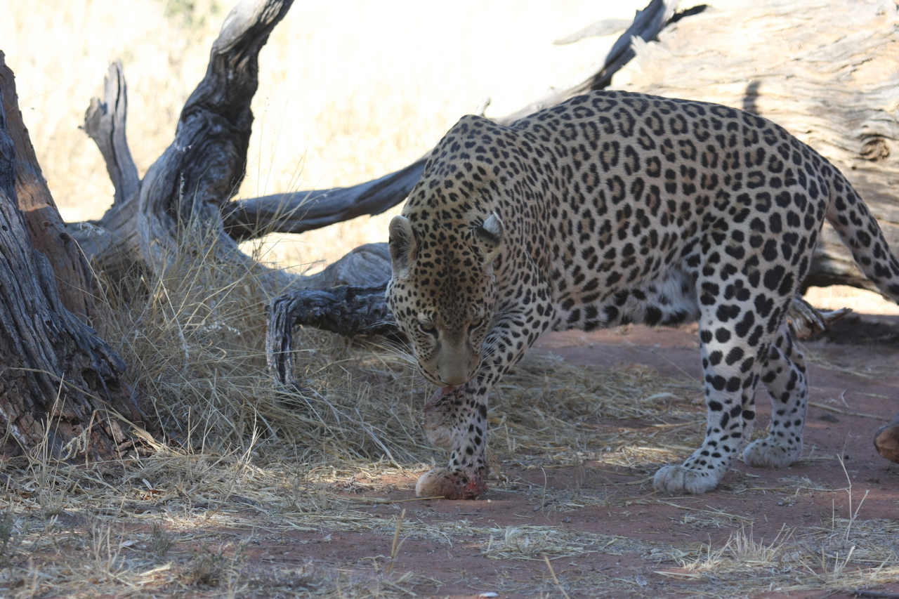 [5687] 2016_06_23_10_25_18_Africa_Canon_EOS_40D_IMG__08497.jpg