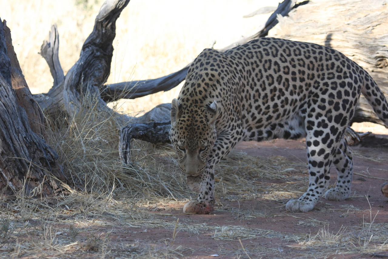 [5688] 2016_06_23_10_25_18_Africa_Canon_EOS_40D_IMG__08498.jpg