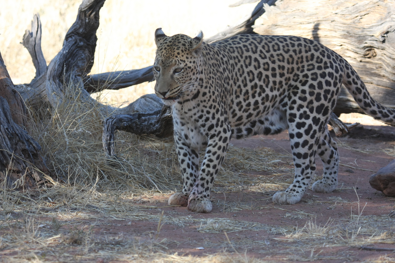 [5691] 2016_06_23_10_25_19_Africa_Canon_EOS_40D_IMG__01053.jpg