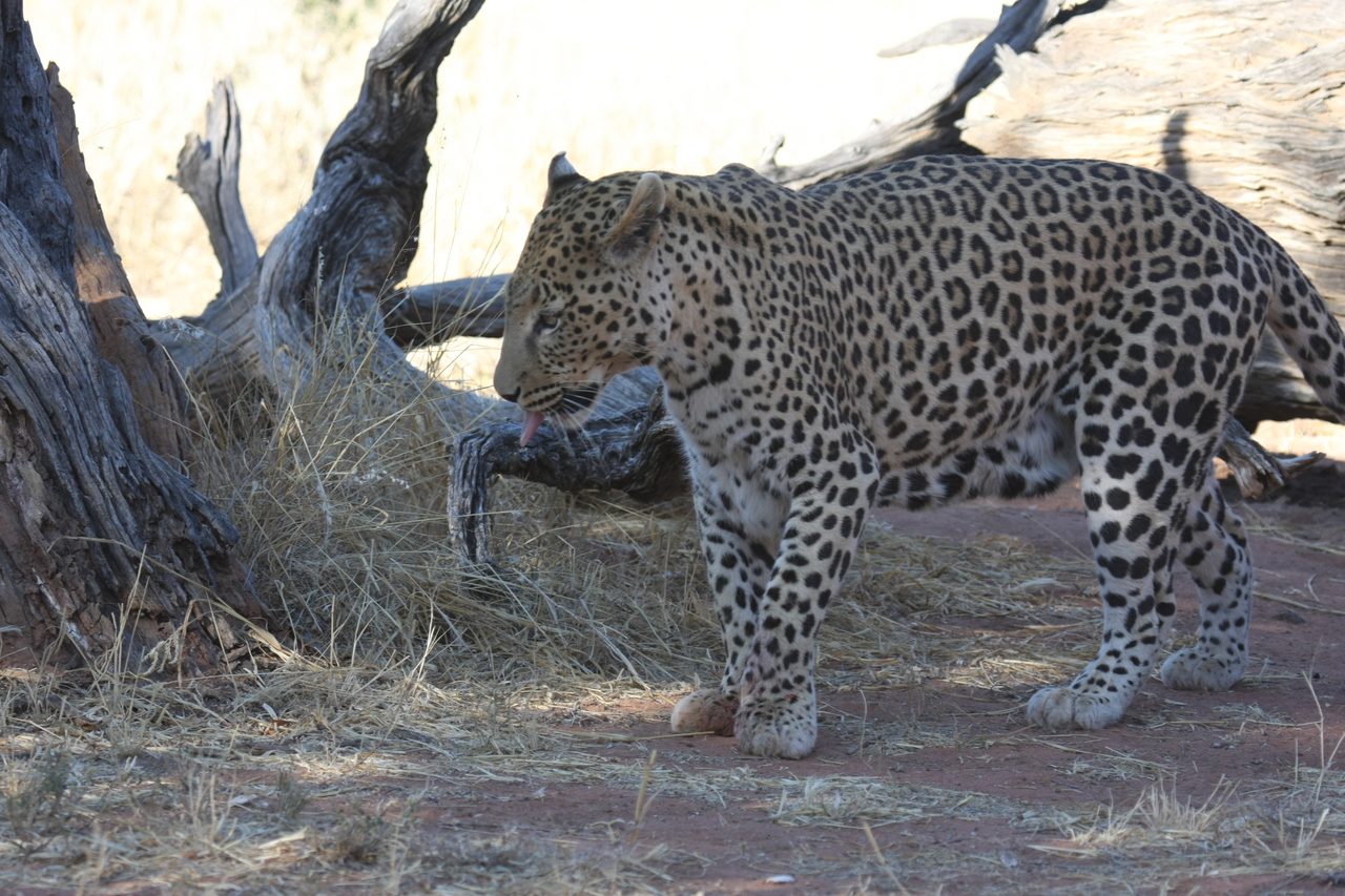 [5693] 2016_06_23_10_25_20_Africa_Canon_EOS_40D_IMG__00220.jpg