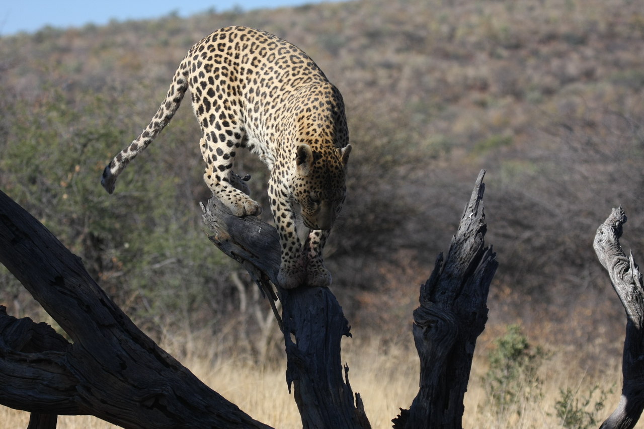 [5729] 2016_06_23_10_25_46_Africa_Canon_EOS_40D_IMG__01065.jpg