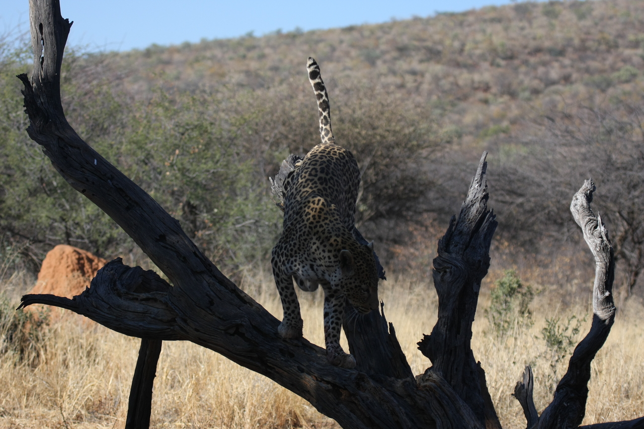 [5752] 2016_06_23_10_25_50_Africa_Canon_EOS_40D_IMG__08520.jpg
