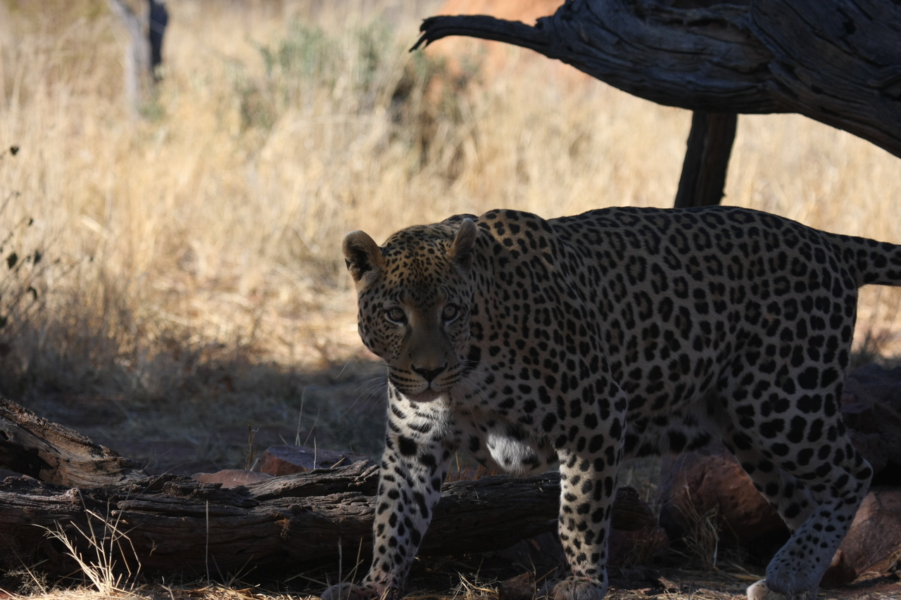 [5755] 2016_06_23_10_26_03_Africa_Canon_EOS_40D_IMG__00242.jpg