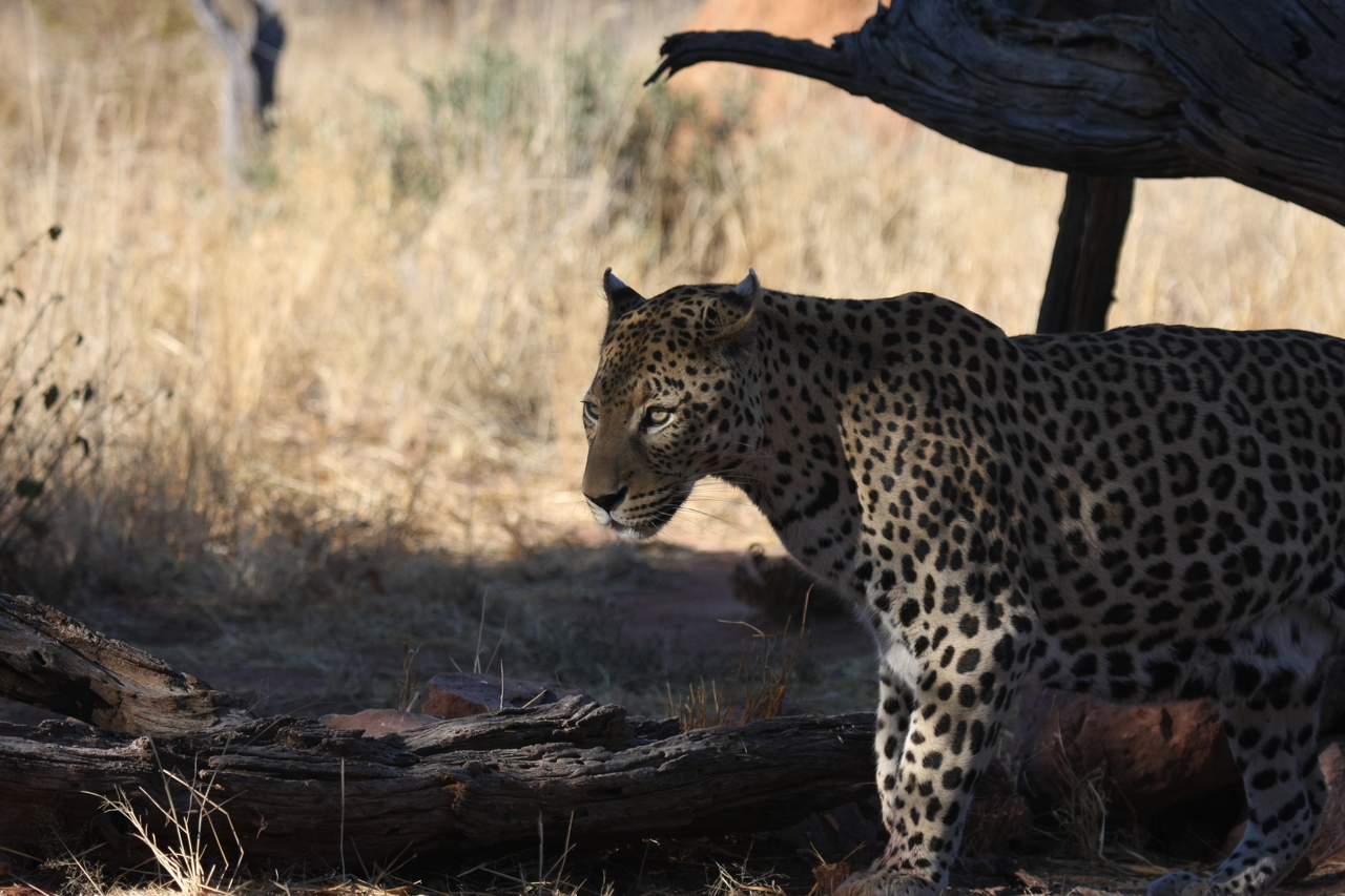 [5756] 2016_06_23_10_26_03_Africa_Canon_EOS_40D_IMG__01074.jpg