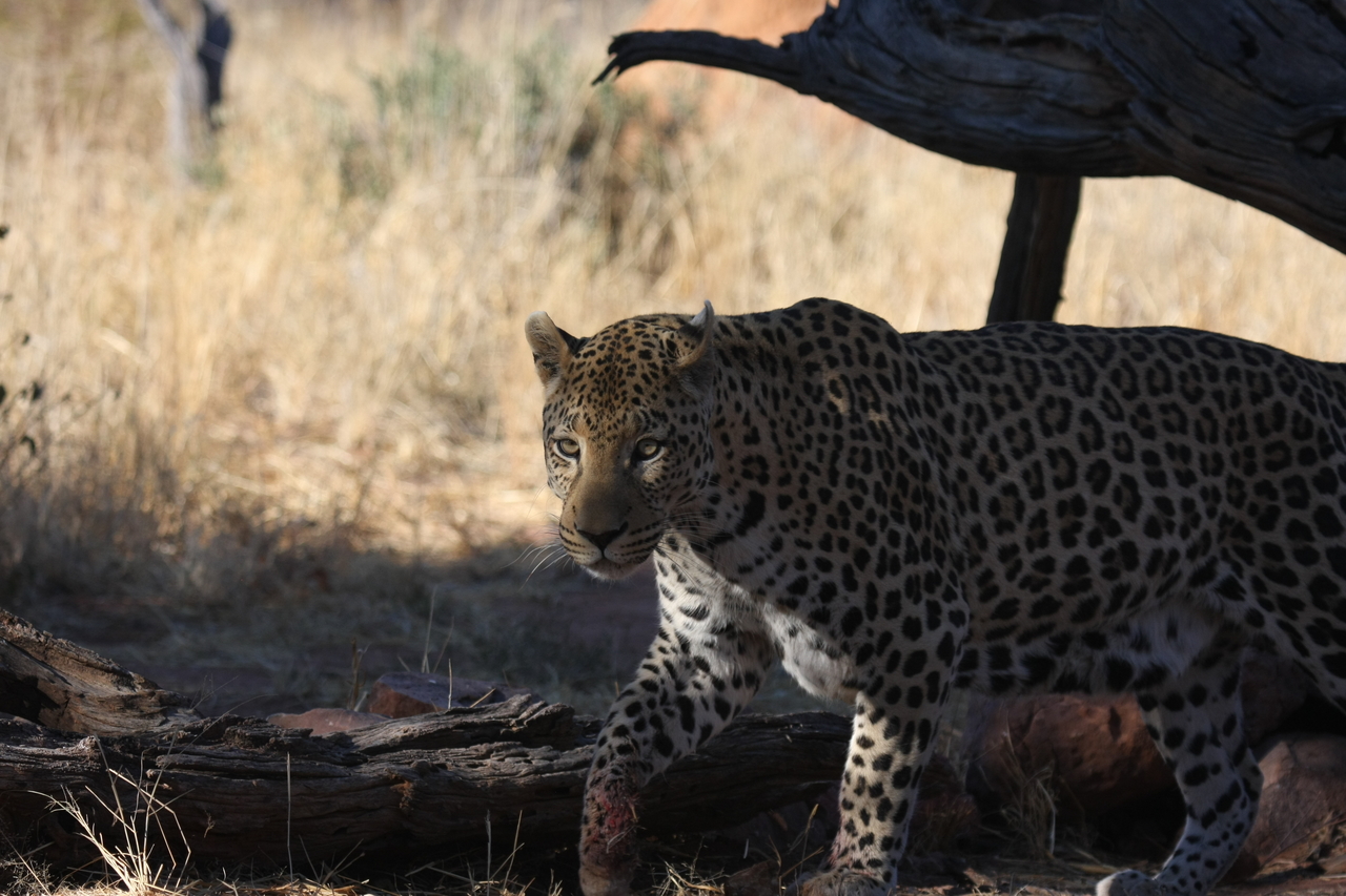 [5760] 2016_06_23_10_26_03_Africa_Canon_EOS_40D_IMG__08522.jpg