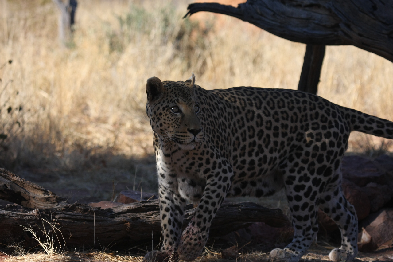 [5762] 2016_06_23_10_26_04_Africa_Canon_EOS_40D_IMG__00243.jpg