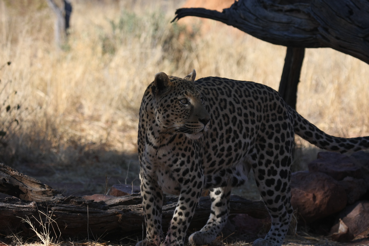 [5770] 2016_06_23_10_26_04_Africa_Canon_EOS_40D_IMG__08526.jpg