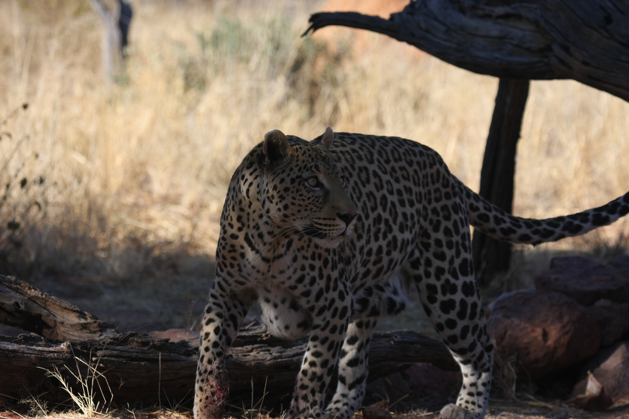 [5775] 2016_06_23_10_26_05_Africa_Canon_EOS_40D_IMG__08527.jpg