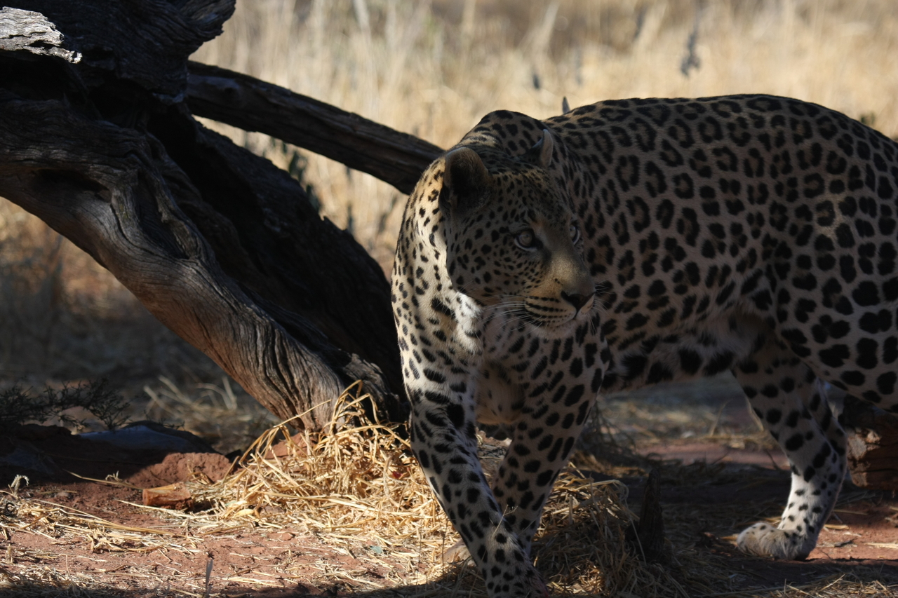 [5778] 2016_06_23_10_26_10_Africa_Canon_EOS_40D_IMG__00249.jpg