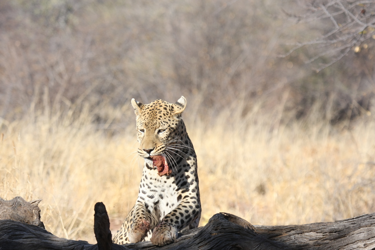 [5834] 2016_06_23_10_26_58_Africa_Canon_EOS_40D_IMG__01096.jpg