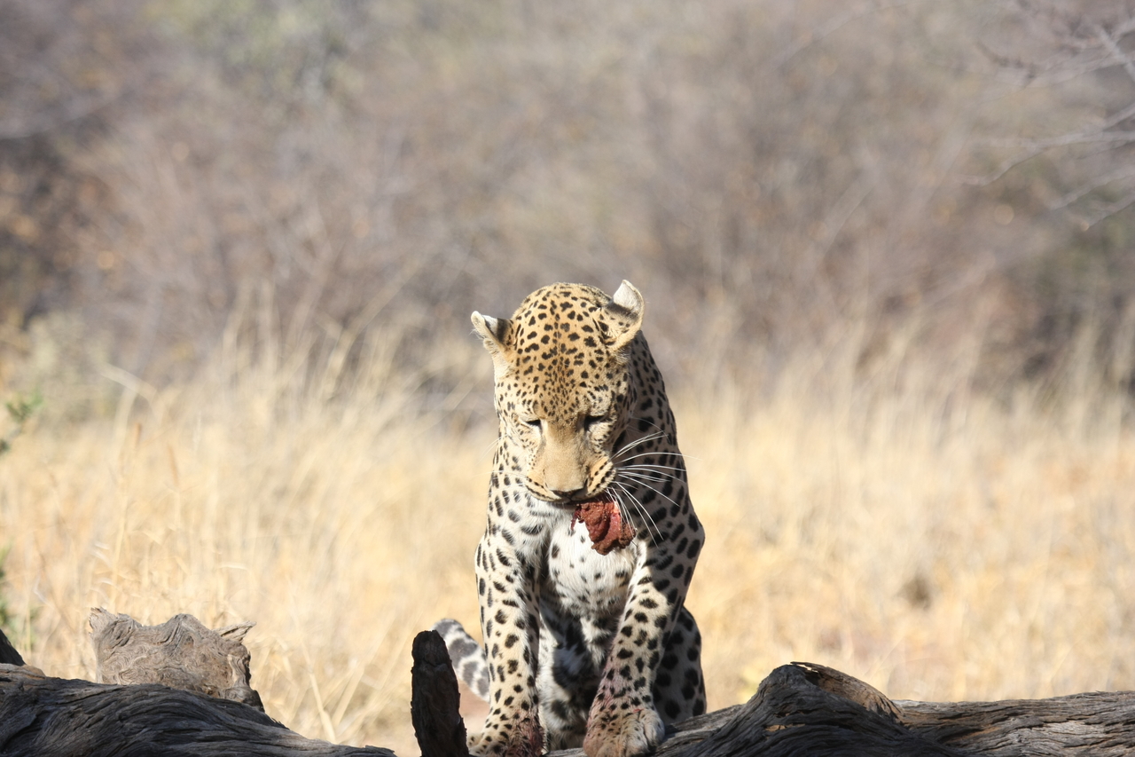 [5835] 2016_06_23_10_26_58_Africa_Canon_EOS_40D_IMG__01097.jpg