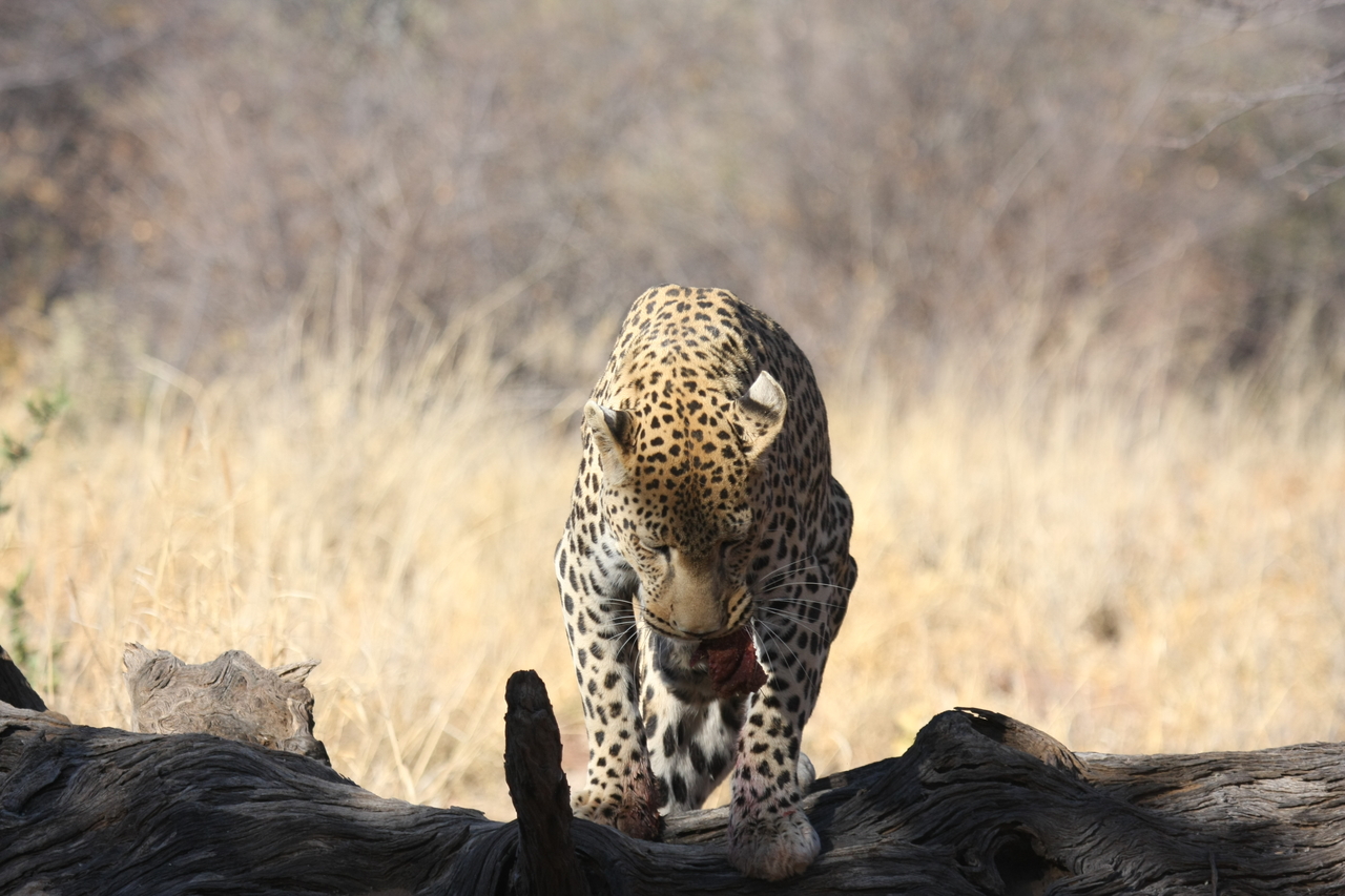 [5839] 2016_06_23_10_26_58_Africa_Canon_EOS_40D_IMG__08545.jpg