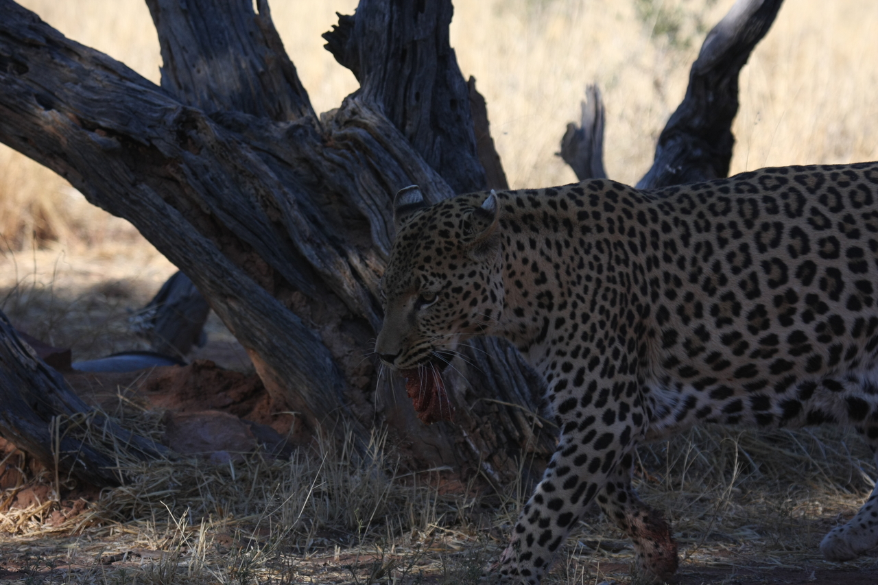 [5843] 2016_06_23_10_27_04_Africa_Canon_EOS_40D_IMG__01100.jpg