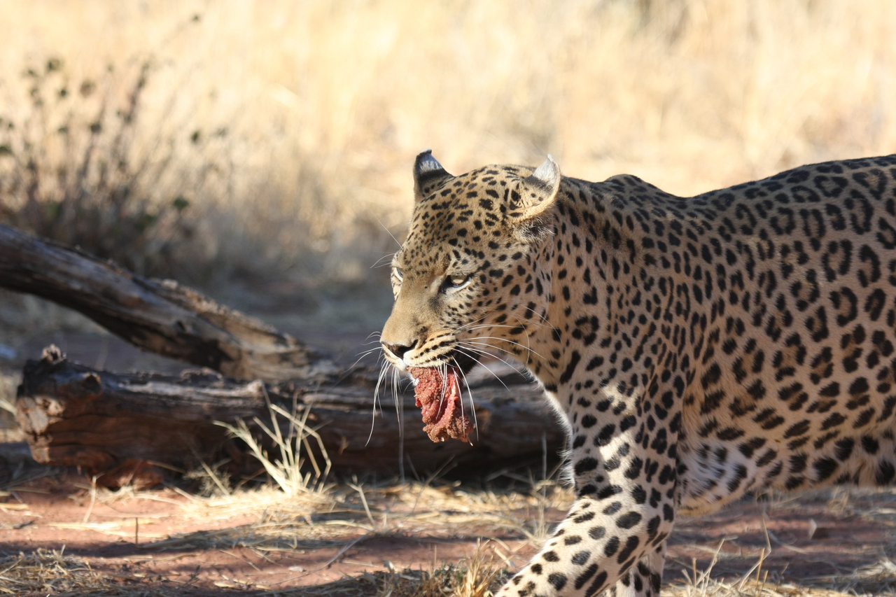 [5847] 2016_06_23_10_27_07_Africa_Canon_EOS_40D_IMG__00268.jpg