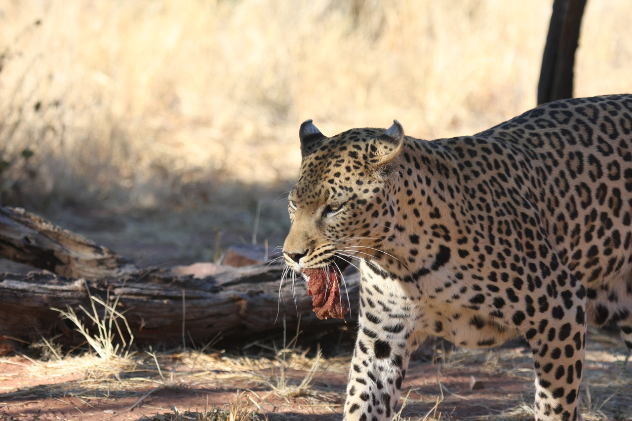 [5848] 2016_06_23_10_27_07_Africa_Canon_EOS_40D_IMG__01101.jpg