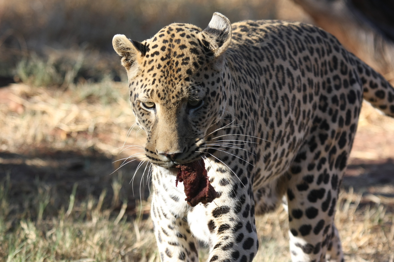 [5853] 2016_06_23_10_27_11_Africa_Canon_EOS_40D_IMG__01103.jpg