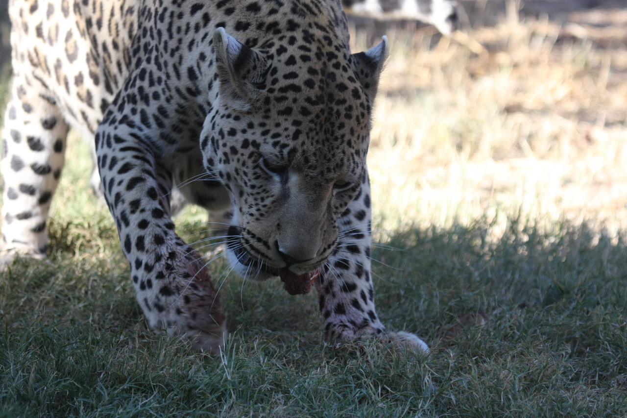 [5859] 2016_06_23_10_27_19_Africa_Canon_EOS_40D_IMG__01105.jpg