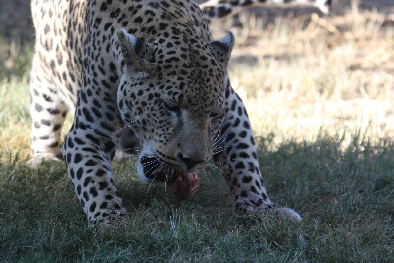 [5863] 2016_06_23_10_27_19_Africa_Canon_EOS_40D_IMG__08553.jpg