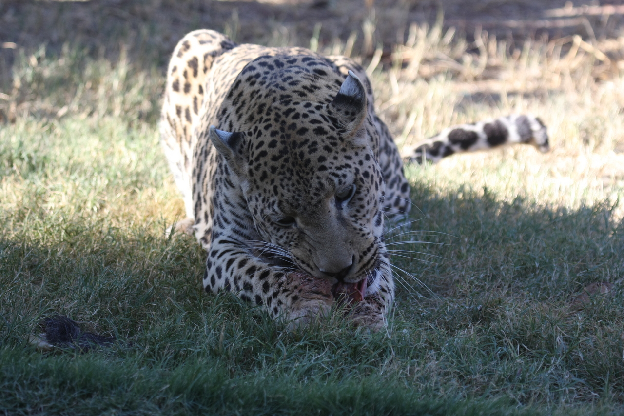 [5872] 2016_06_23_10_27_23_Africa_Canon_EOS_40D_IMG__08556.jpg