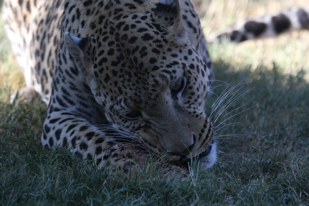 [5878] 2016_06_23_10_27_27_Africa_Canon_EOS_40D_IMG__08558.jpg