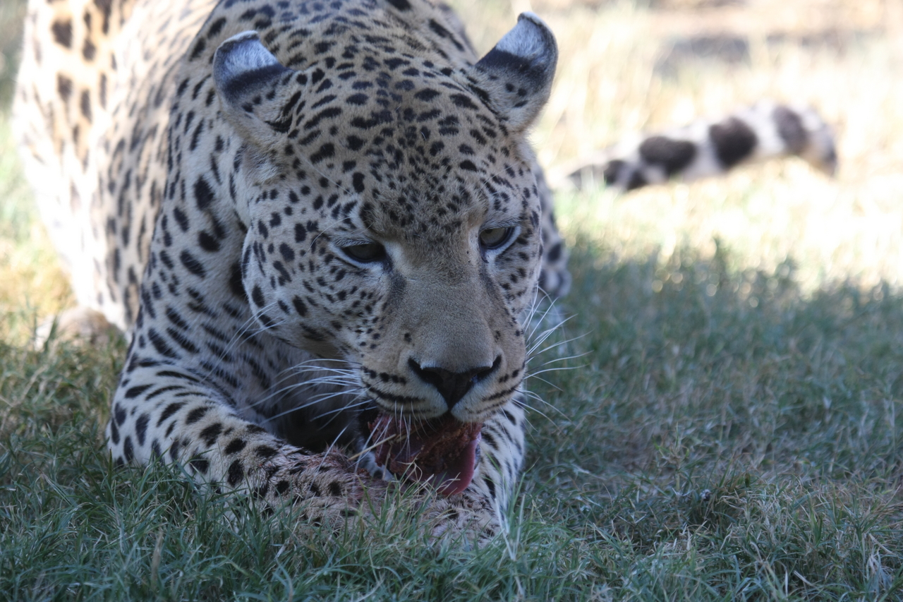 [5887] 2016_06_23_10_27_32_Africa_Canon_EOS_40D_IMG__08559.jpg