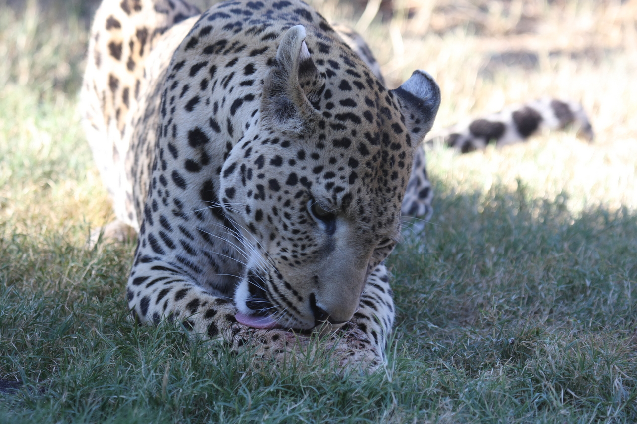 [5907] 2016_06_23_10_27_42_Africa_Canon_EOS_40D_IMG__00288.jpg