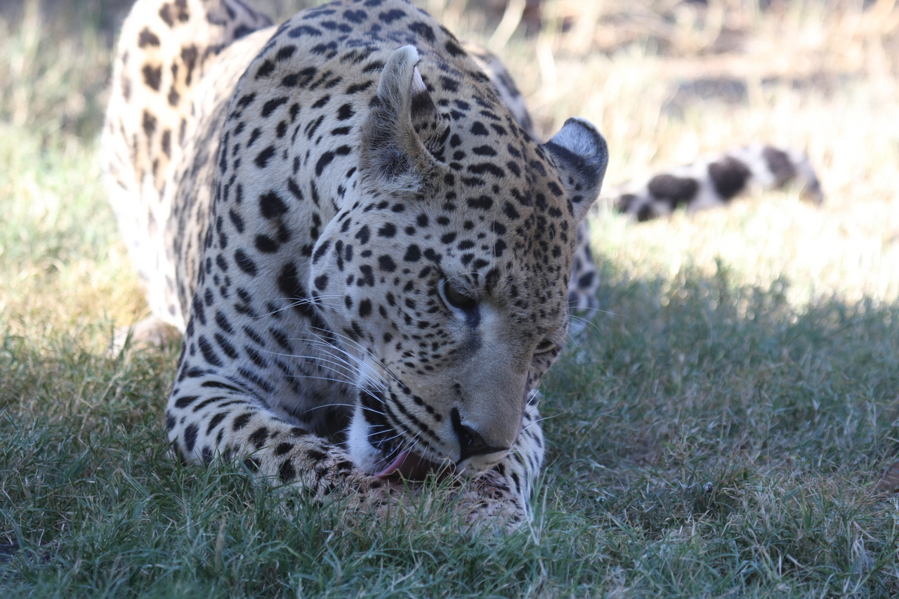 [5916] 2016_06_23_10_27_43_Africa_Canon_EOS_40D_IMG__08570.jpg