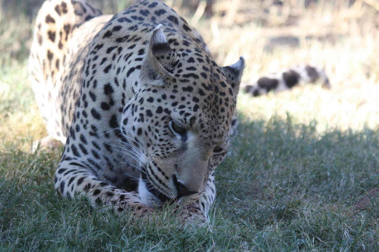 [5918] 2016_06_23_10_27_45_Africa_Canon_EOS_40D_IMG__00291.jpg